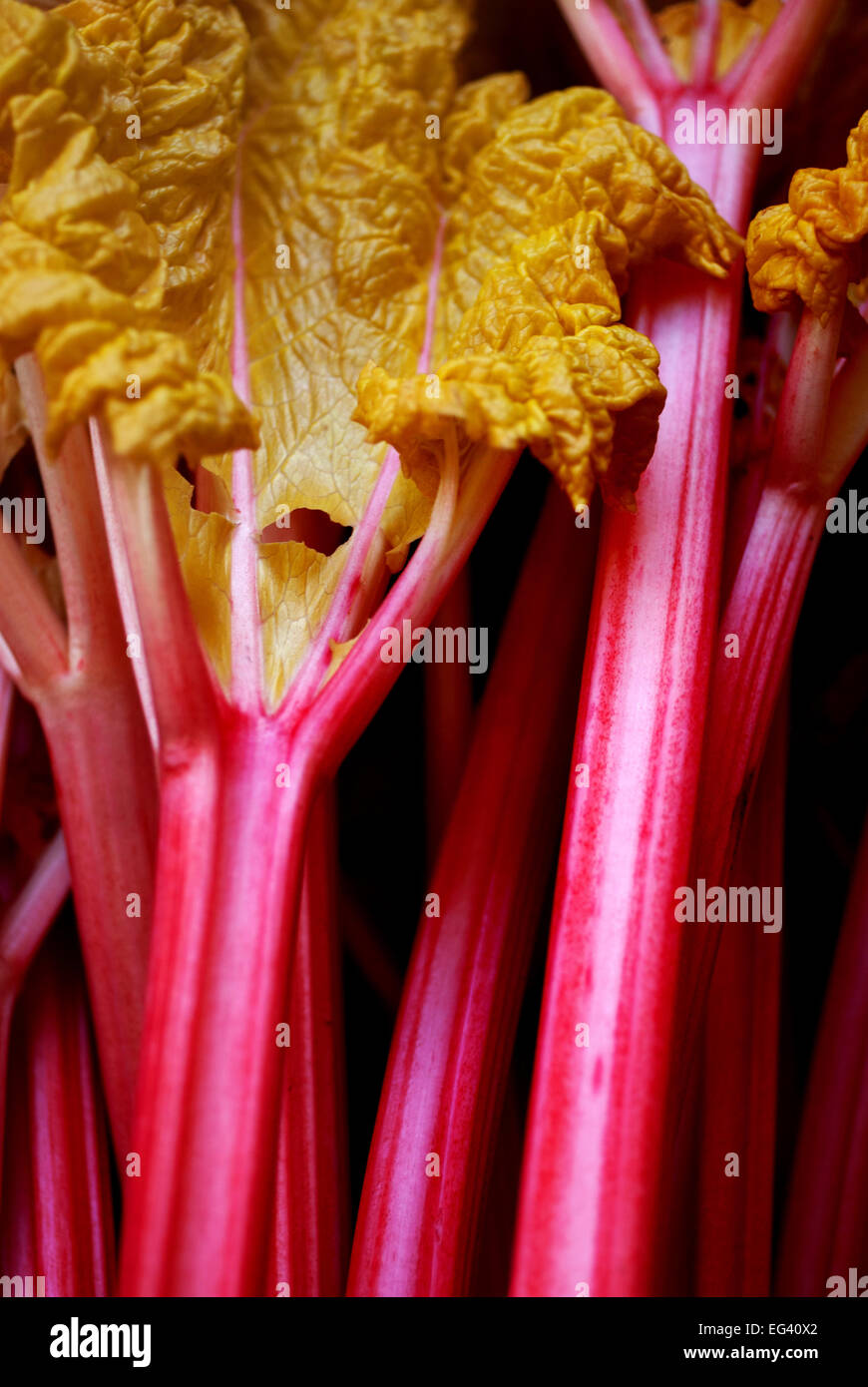 Forced rhubarb Stock Photo