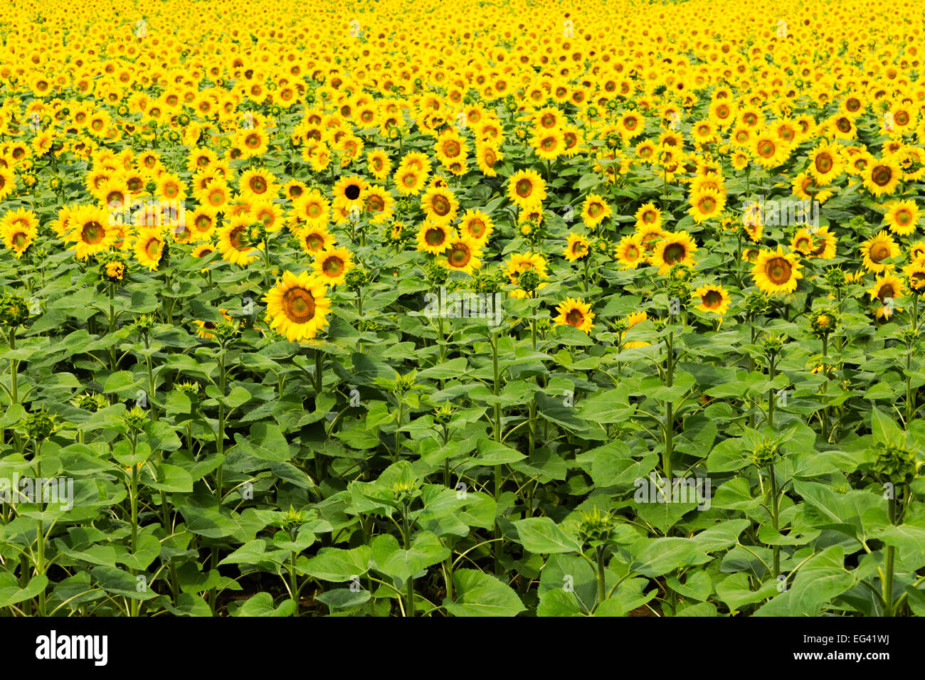 Oil crop hi-res stock photography and images - Alamy