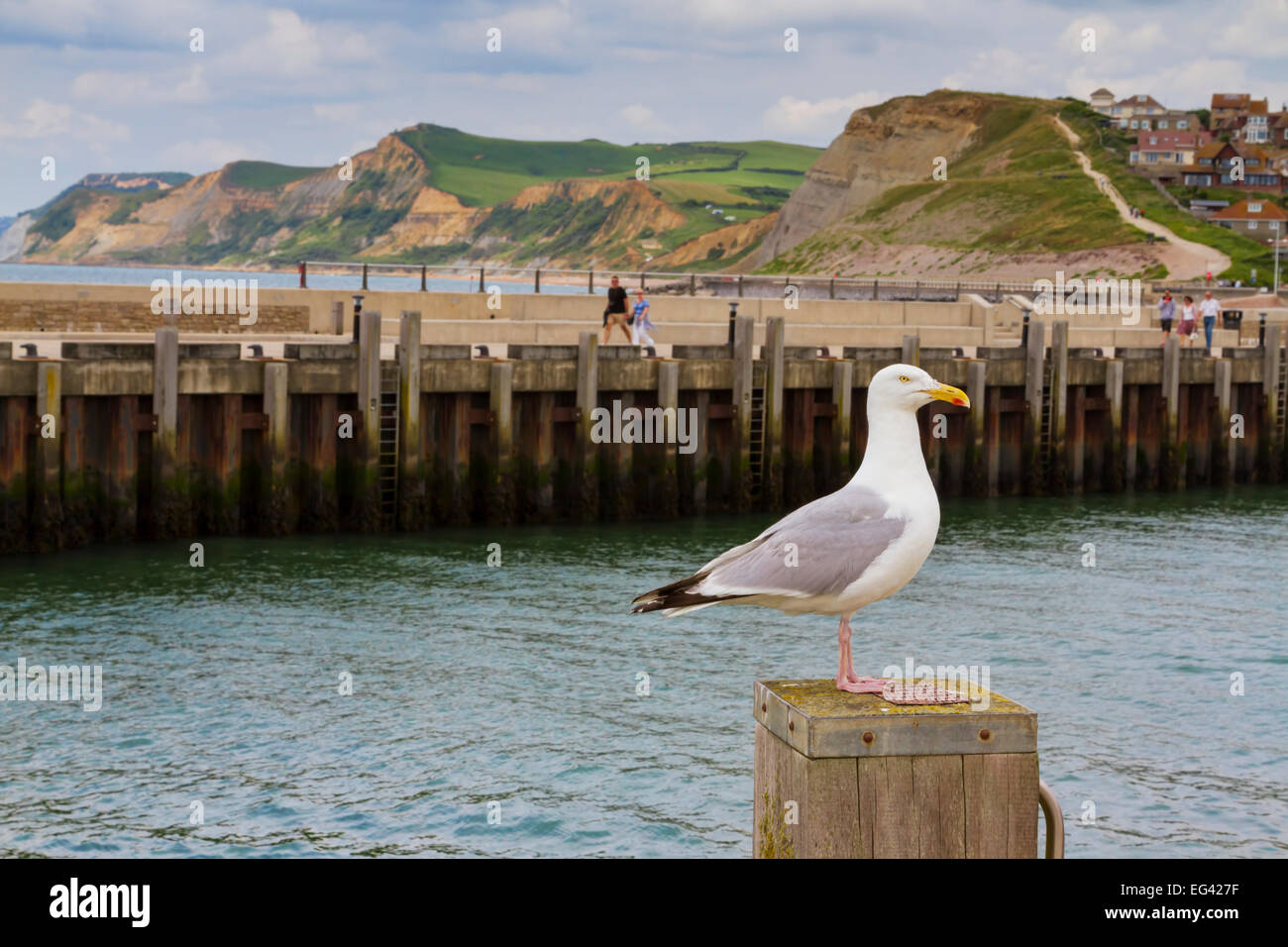 Seagull resting in the foreground of West Bay Harbour with the Dorset cliffs in the background.  England, UK. Stock Photo