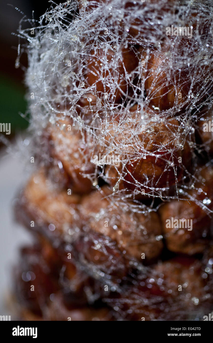 Close up of a Croquembouche Stock Photo