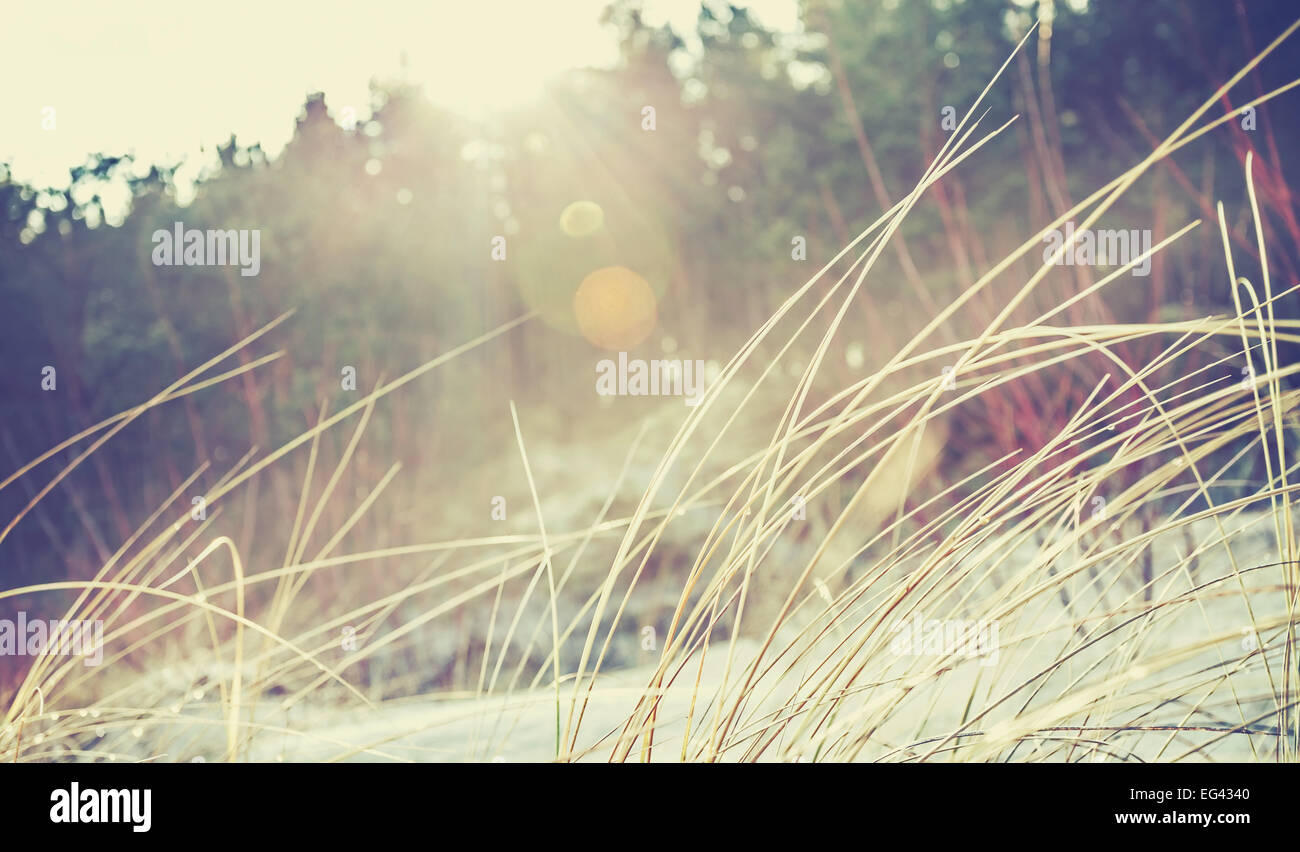 Vintage faded and blurred nature background with flare effect. Stock Photo