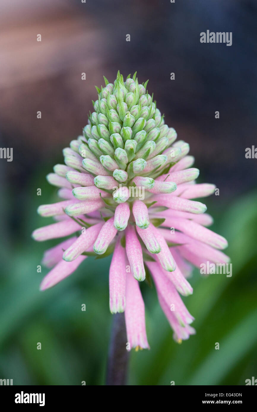 Veltheimia bracteata pink--flowered, growing in a protected environment. Stock Photo