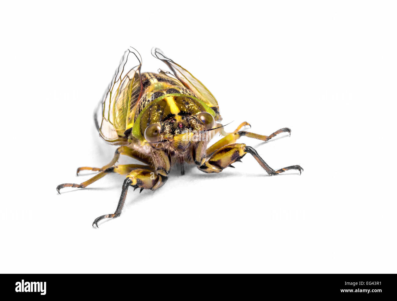 a cicada on a white background Stock Photo - Alamy