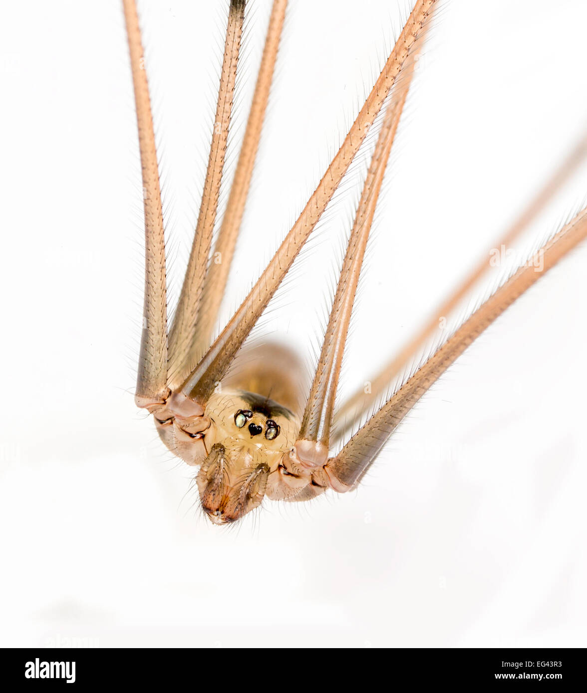 daddy long legs spider up close on a white background Stock Photo