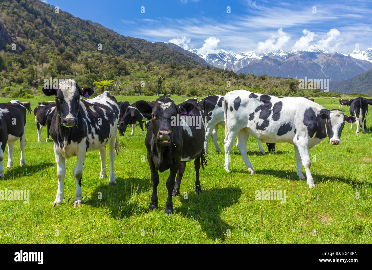 dairy cows grazing in a field with New Zealand mountain in the distance Stock Photo