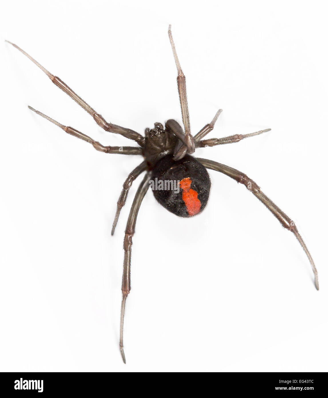 top view closeup of red back spider Stock Photo