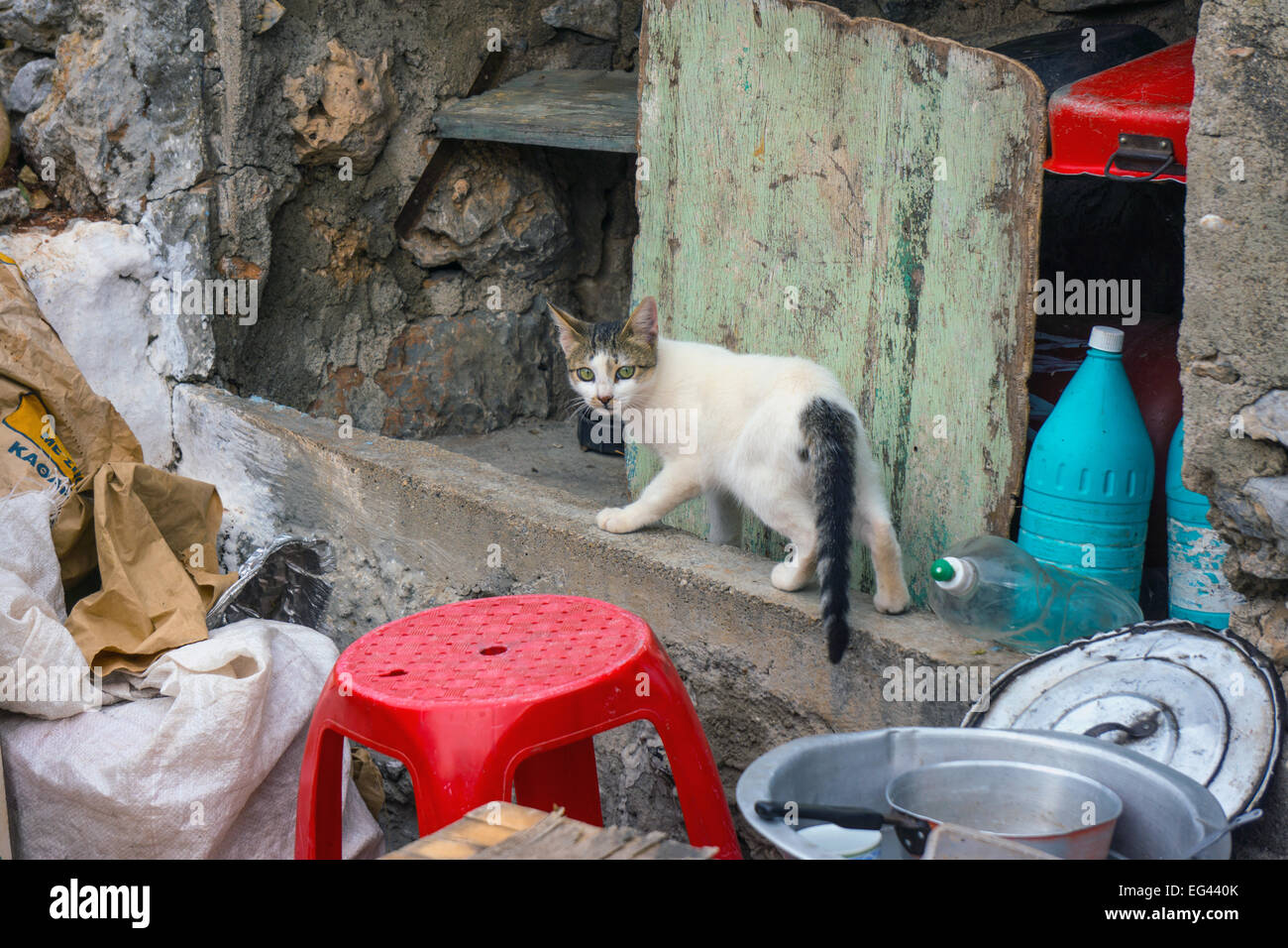 White feral cat amongst garbage looking back over shoulder Stock Photo