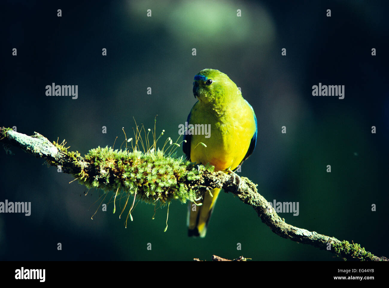 Orange bellied parrot male {Neophema chrysogaster} Tasmania Australia