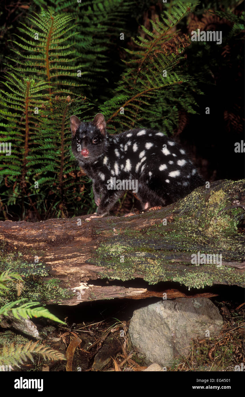 Eastern Quoll {Dasyurus viverrinus} on log dark phase Tasmania Australia. Stock Photo
