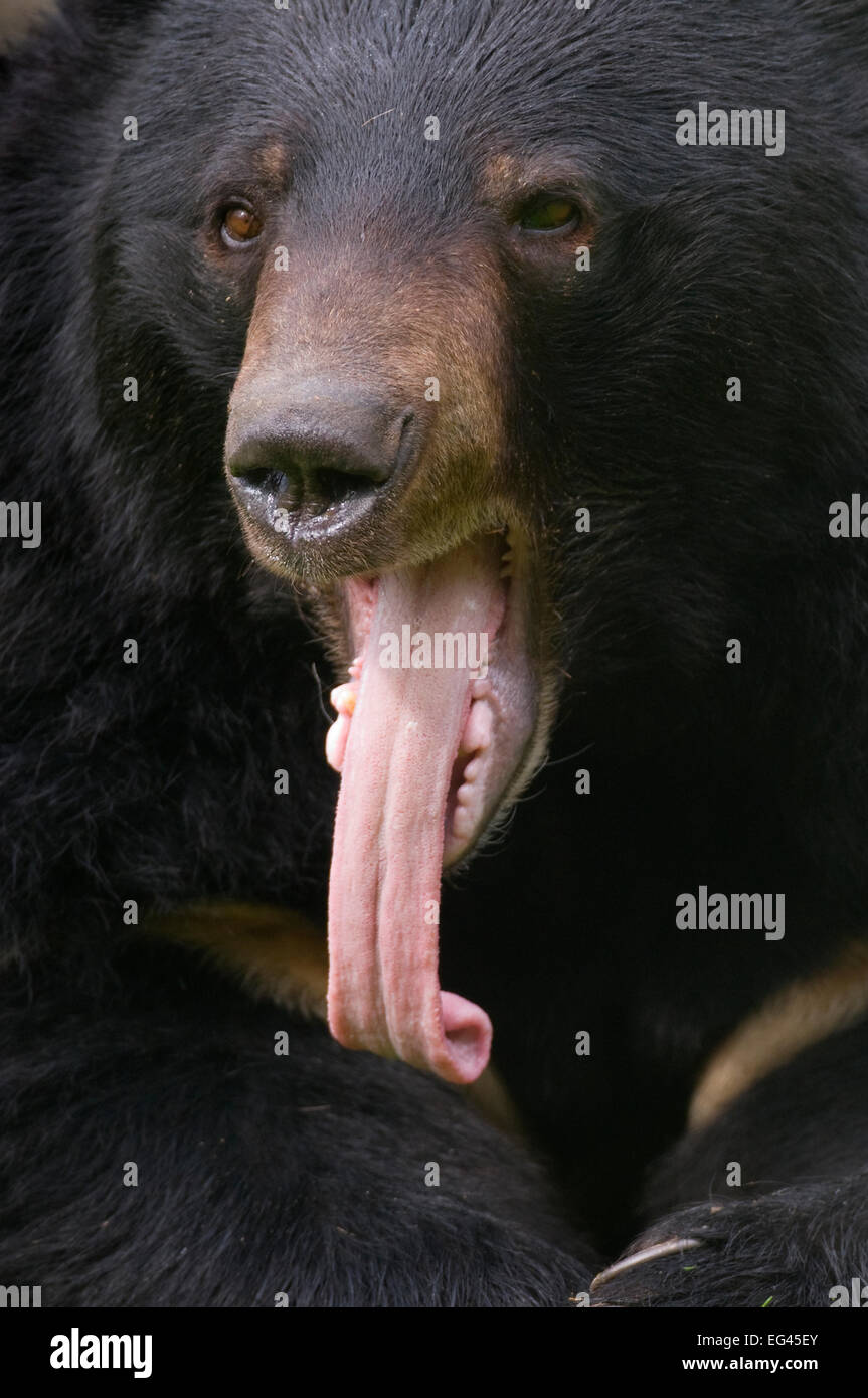 Asiatic black / Moon bear (Ursus thibetanus) head portrait tongue hanging out captive Stock Photo