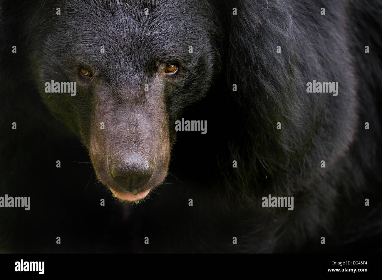Asiatic black / Moon bear (Ursus thibetanus) portrait captive Stock Photo