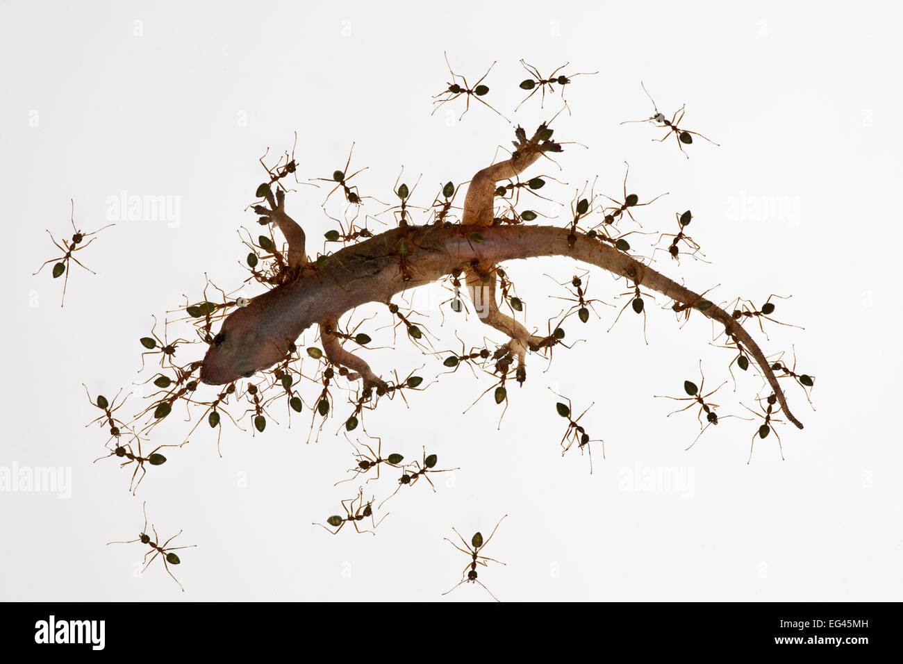 https://c8.alamy.com/comp/EG45MH/green-tree-ants-oecophylla-smaragdina-attacking-common-house-gecko-EG45MH.jpg