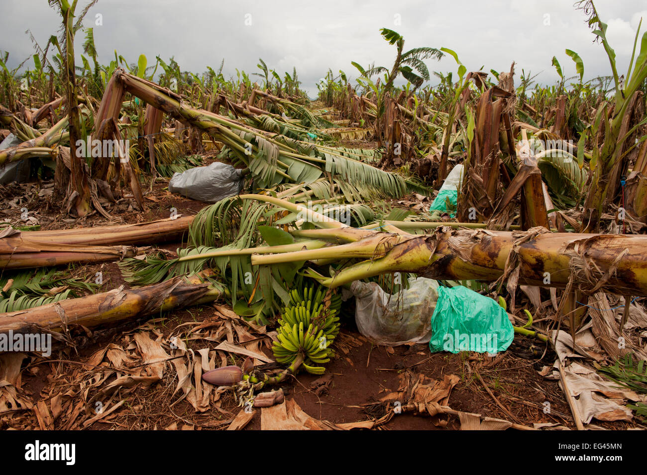 Queensland banana farm hires stock photography and images Alamy