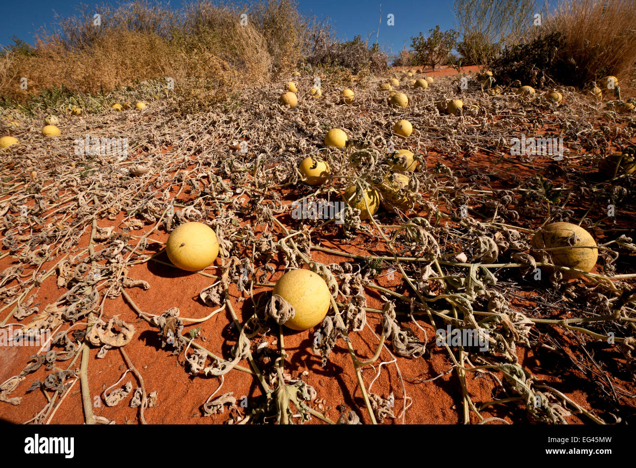 Melon vines in australia hires stock photography and images Alamy