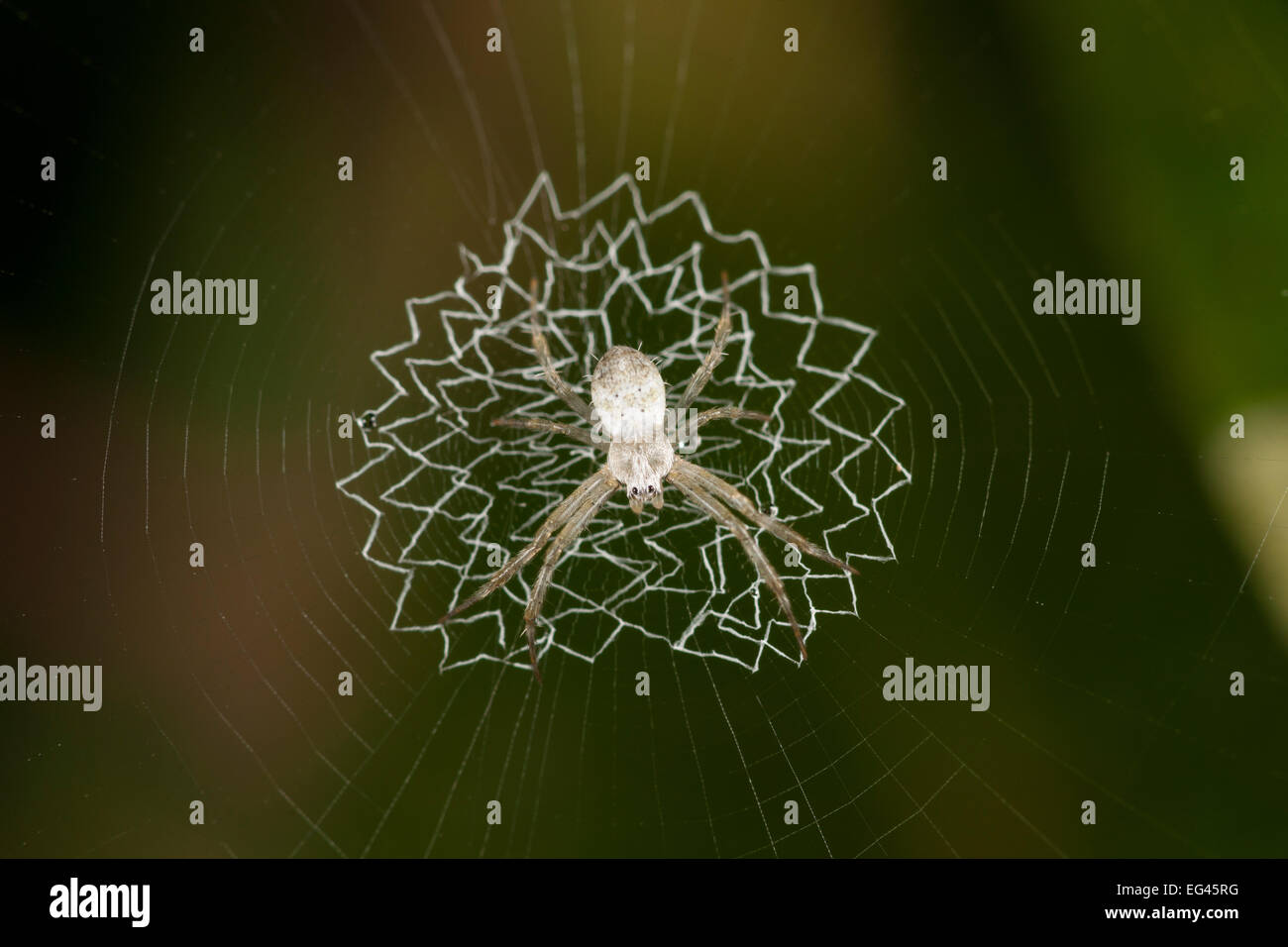 White spider (Araneidae) on web zigzag stabilmentum Tanjung Puting