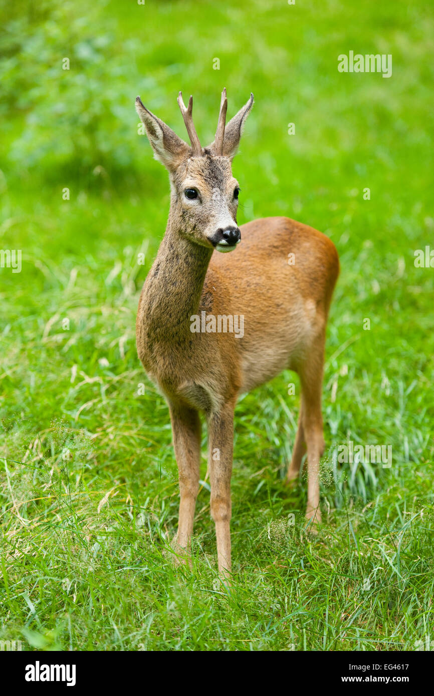 Roe deer (Capreolus capreolus), buck standing in a meadow, captive, Thuringia, Germany Stock Photo