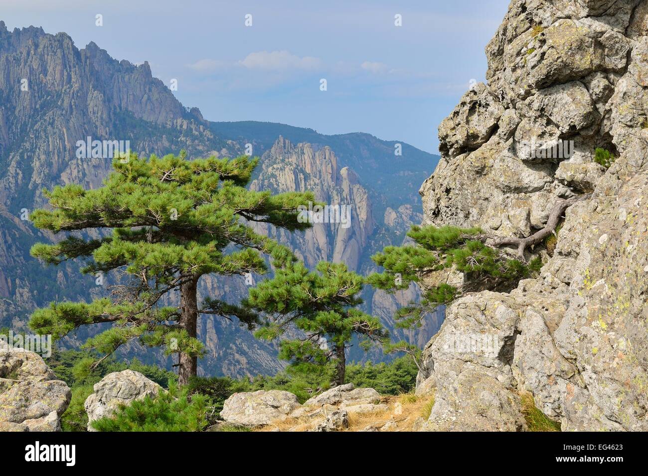 Corsican Pine (Pinus nigra subsp. laricio) at the Col de Bavella, Bavella Massif, Corse-du-Sud, Corsica, France Stock Photo
