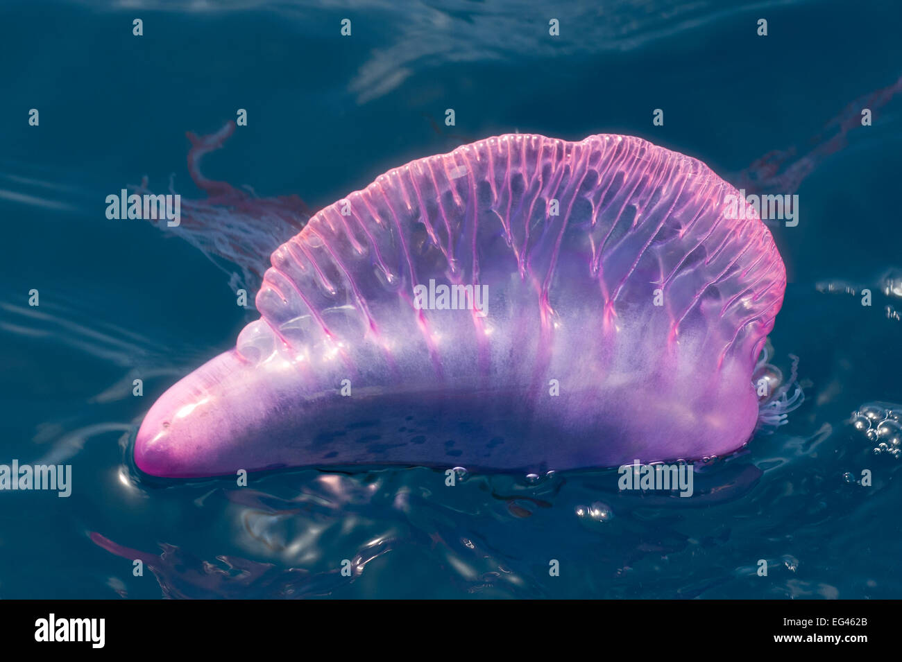 Portuquese man o" war (Physalia physalis) colonial siphophore Tobago Caribbean. Stock Photo