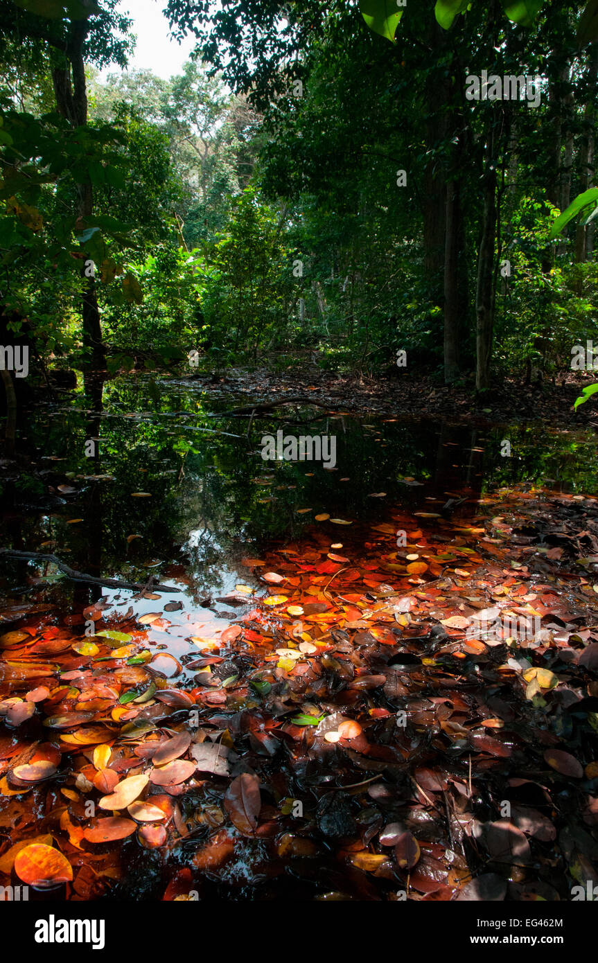 Flooded forest Loango National Park Gabon. Photograph taken on location