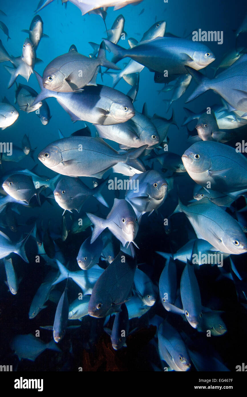 Blue Maomao (Scorpis violaceus) shoal Poor Knights Islands New Zealand February Stock Photo