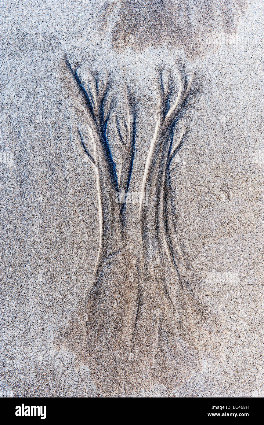 Dendritic drainage patterns eroded into sand. Isle Coll Scotland October 2012. Stock Photo