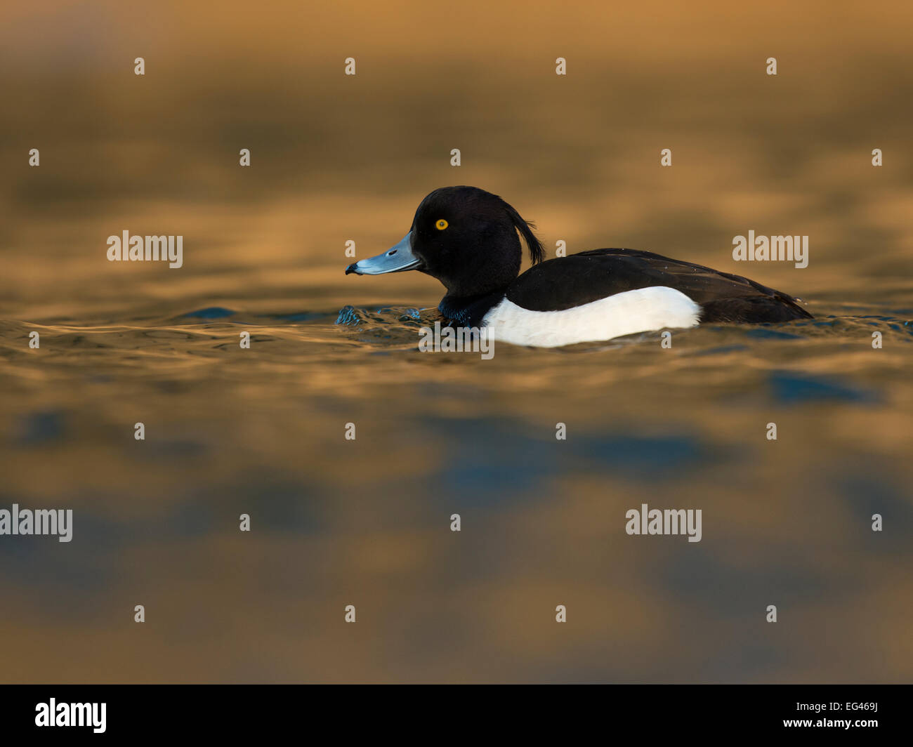 Tufted Duck (Aythya fuRMiguRMa), MoseRMRMe, RMuxembourg Stock Photo