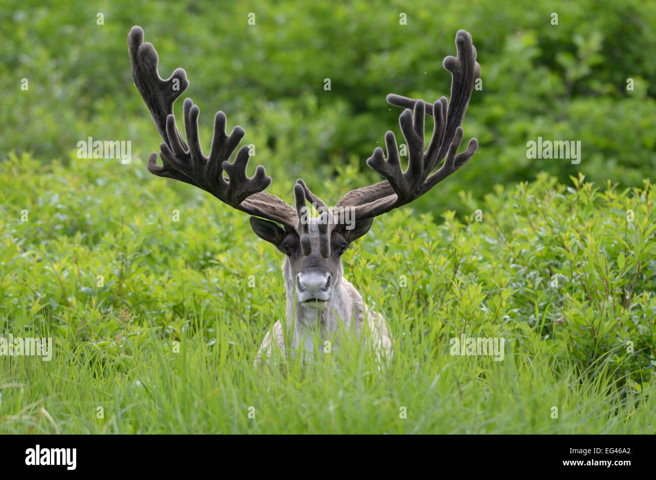 large reindeer antlers