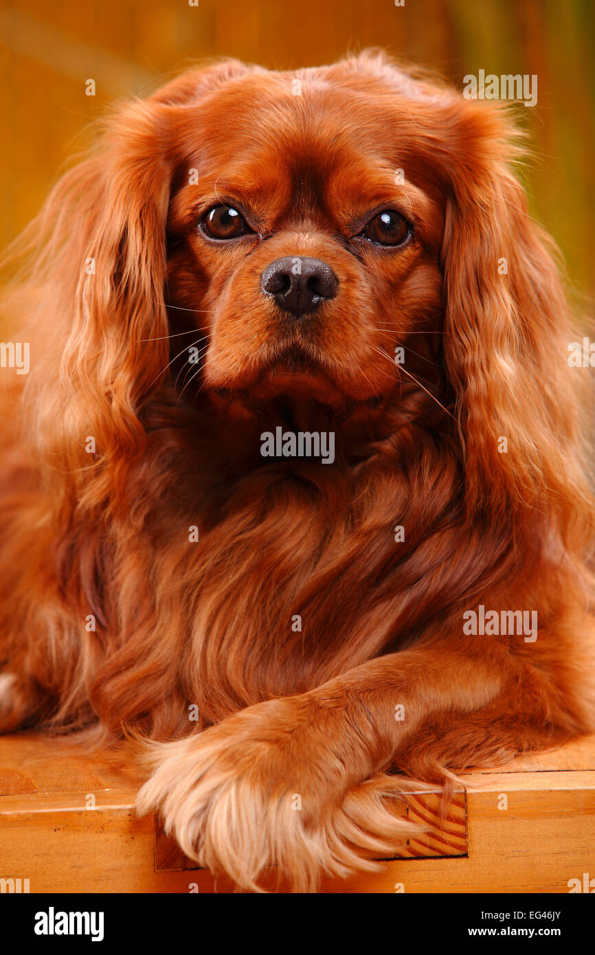 Ruby cavalier king charles spaniel hi-res stock photography and images -  Alamy