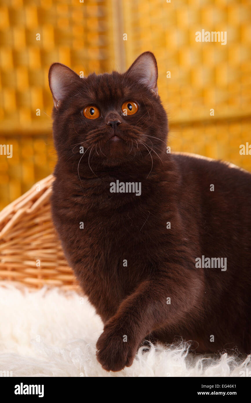 Chocolate British Shorthair Cat High Resolution Stock Photography and