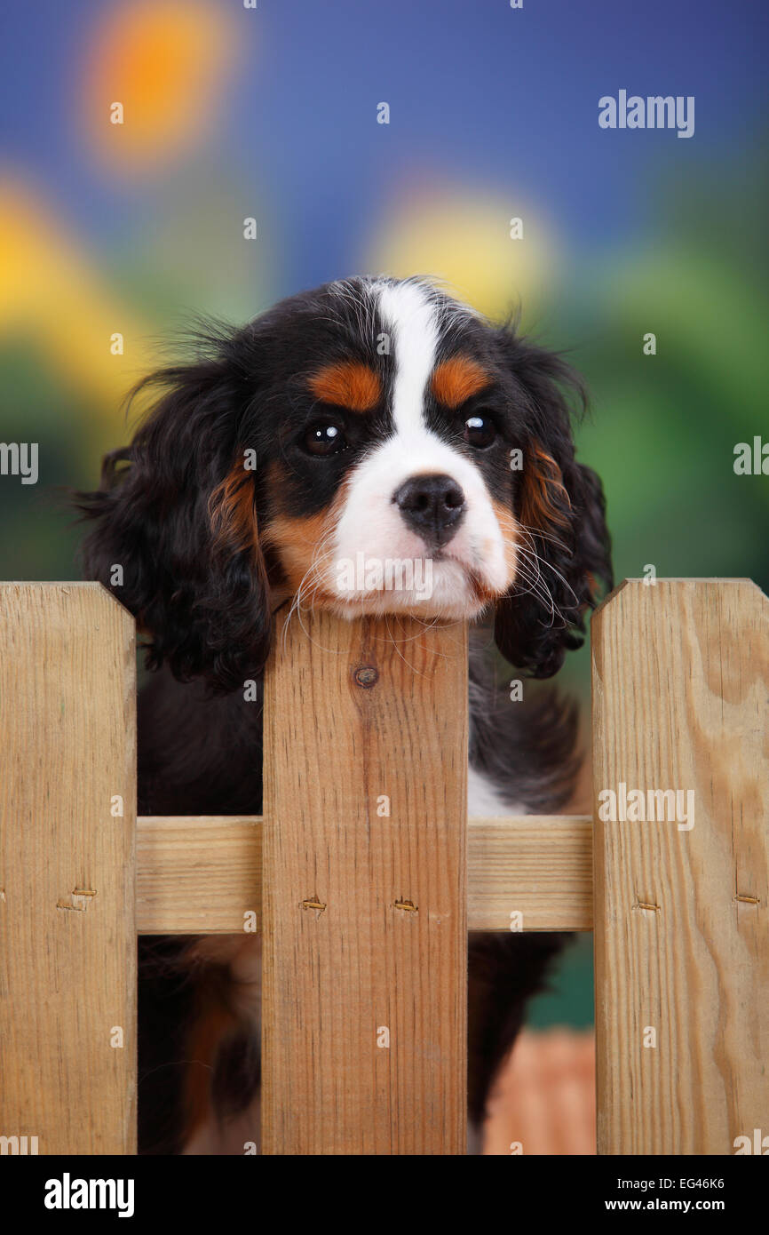 Cavalier King Charles Spaniel male puppy tricolor coat aged 3 months at