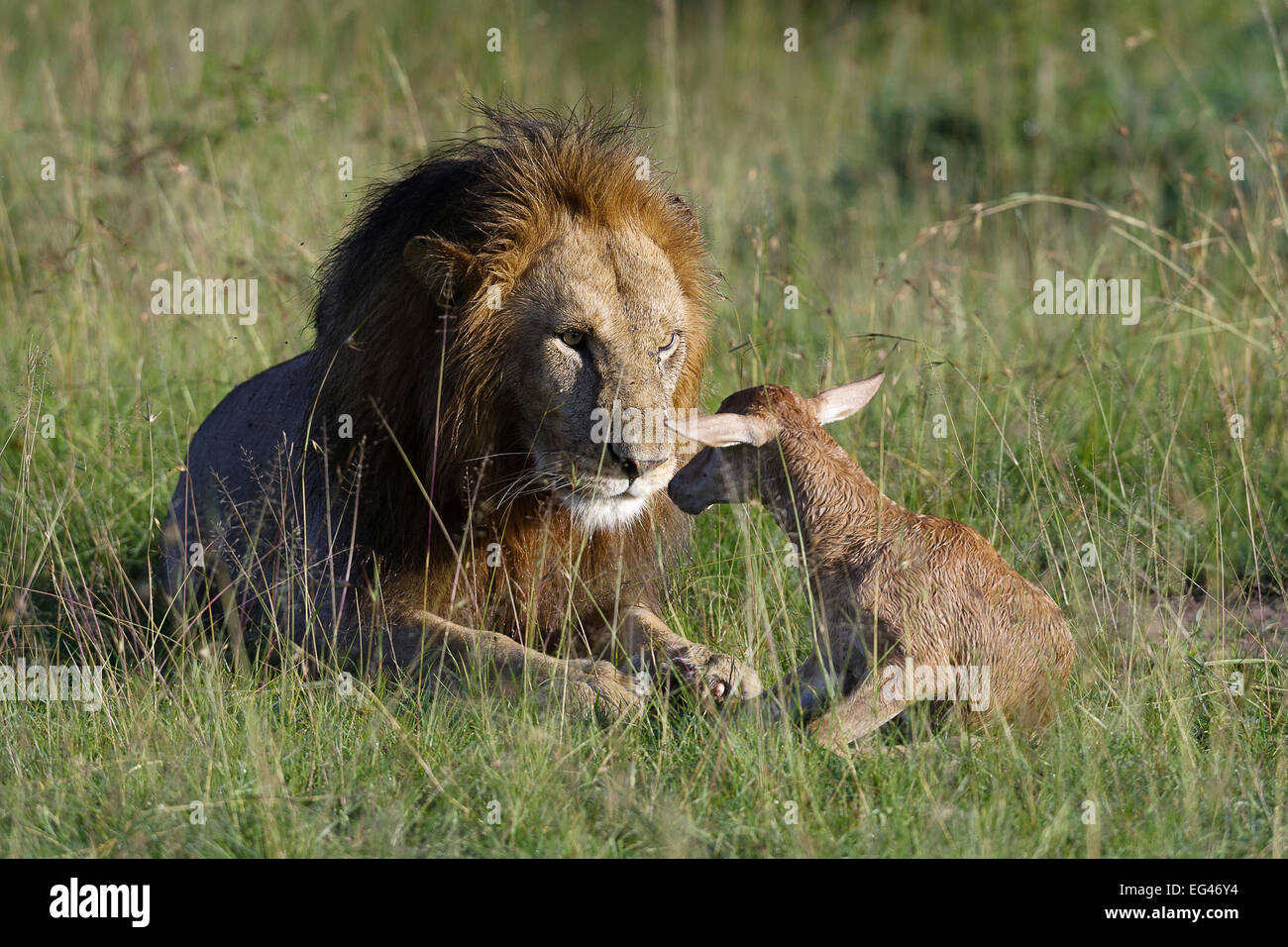 Lion (Panthera leo) male playing newborn topi before killing it (Damaliscus korrigum) Masai-Mara Game Reserve Kenya. Vulnerable species. Stock Photo