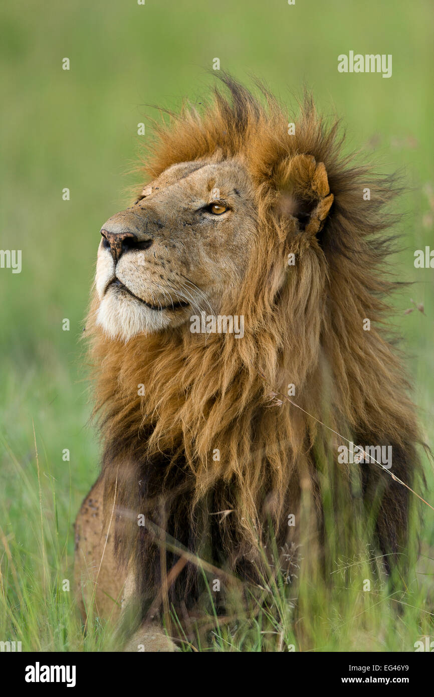 Lion (Panthera leo) male Masai-Mara Game Reserve Kenya. Vulnerable ...