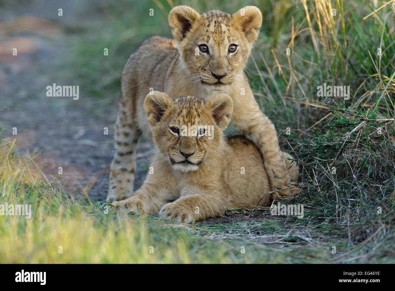 Lion (Panthera leo) cubs playing Masai-Mara Game Reserve Kenya ...