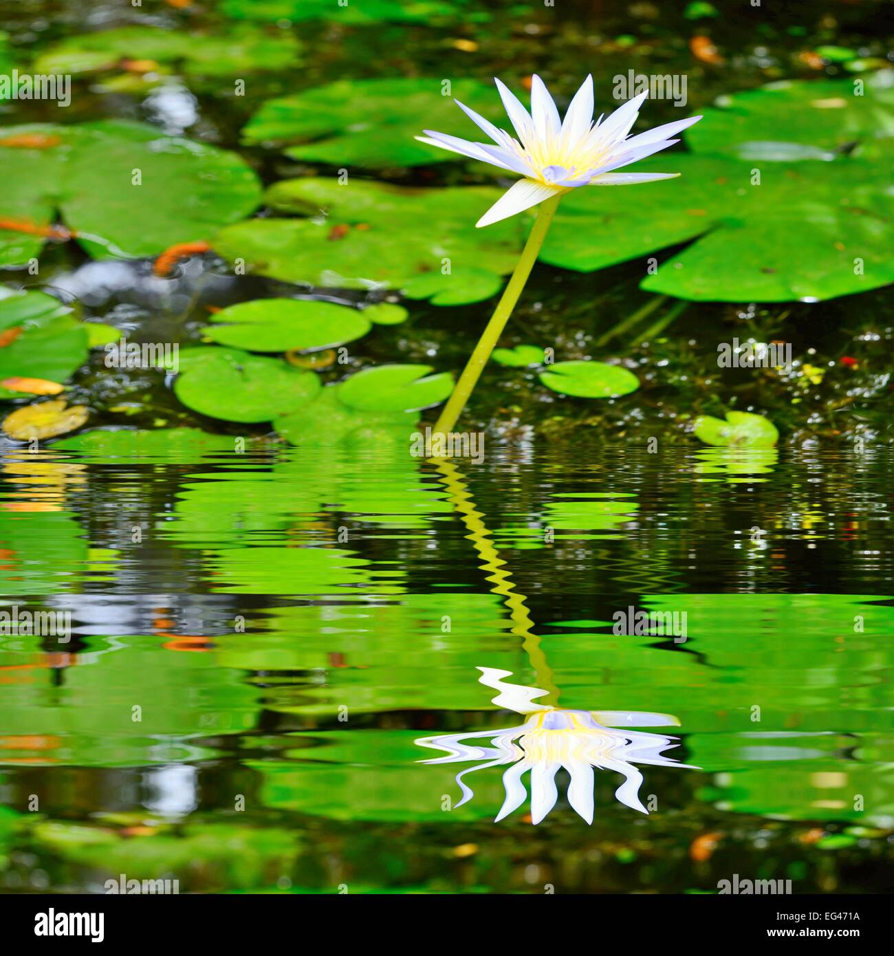 Leaves reflection water hi-res stock photography and images - Alamy