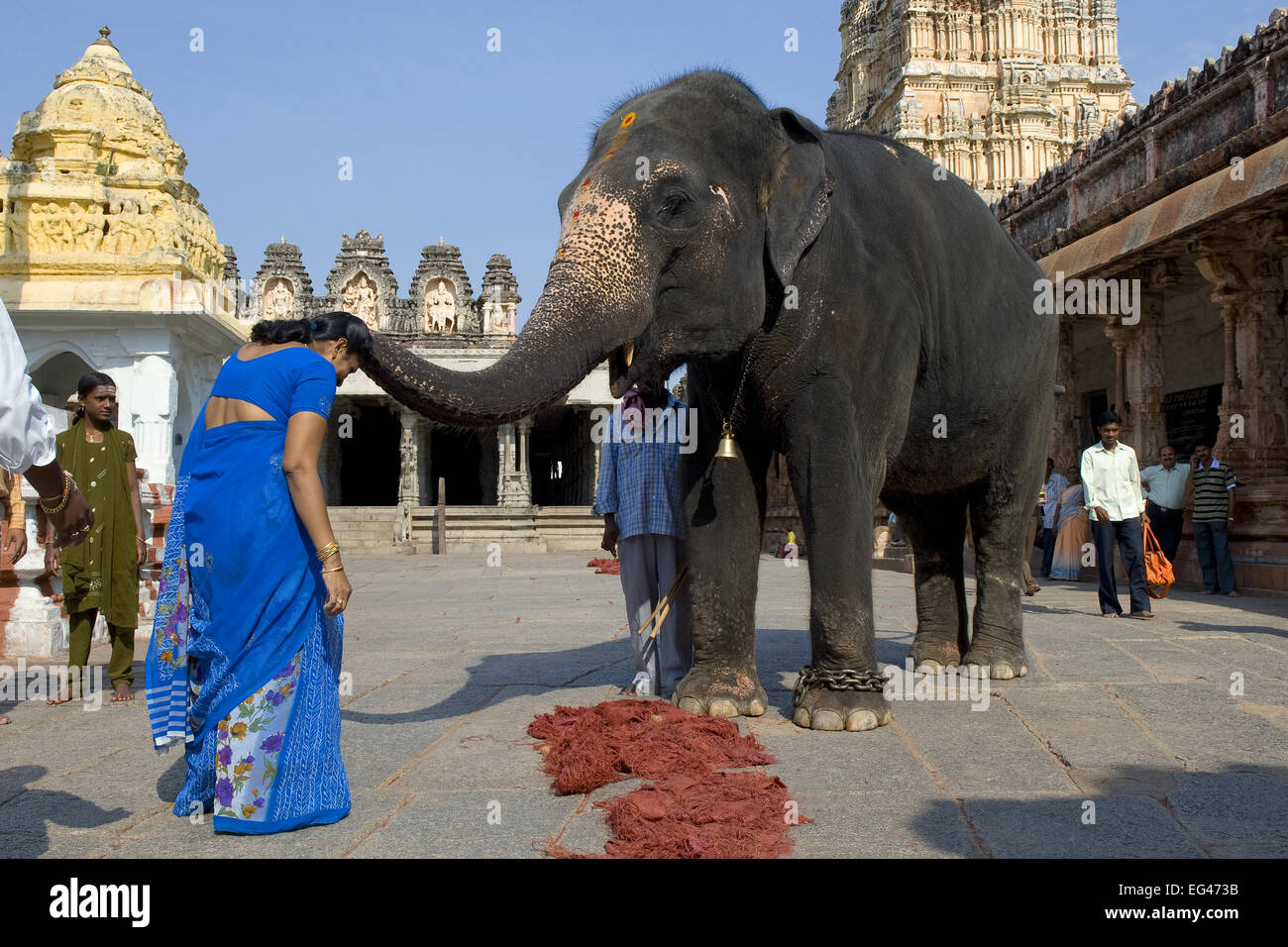 Asian Elephant (Elephas maximus) temple elephant gives blessings to