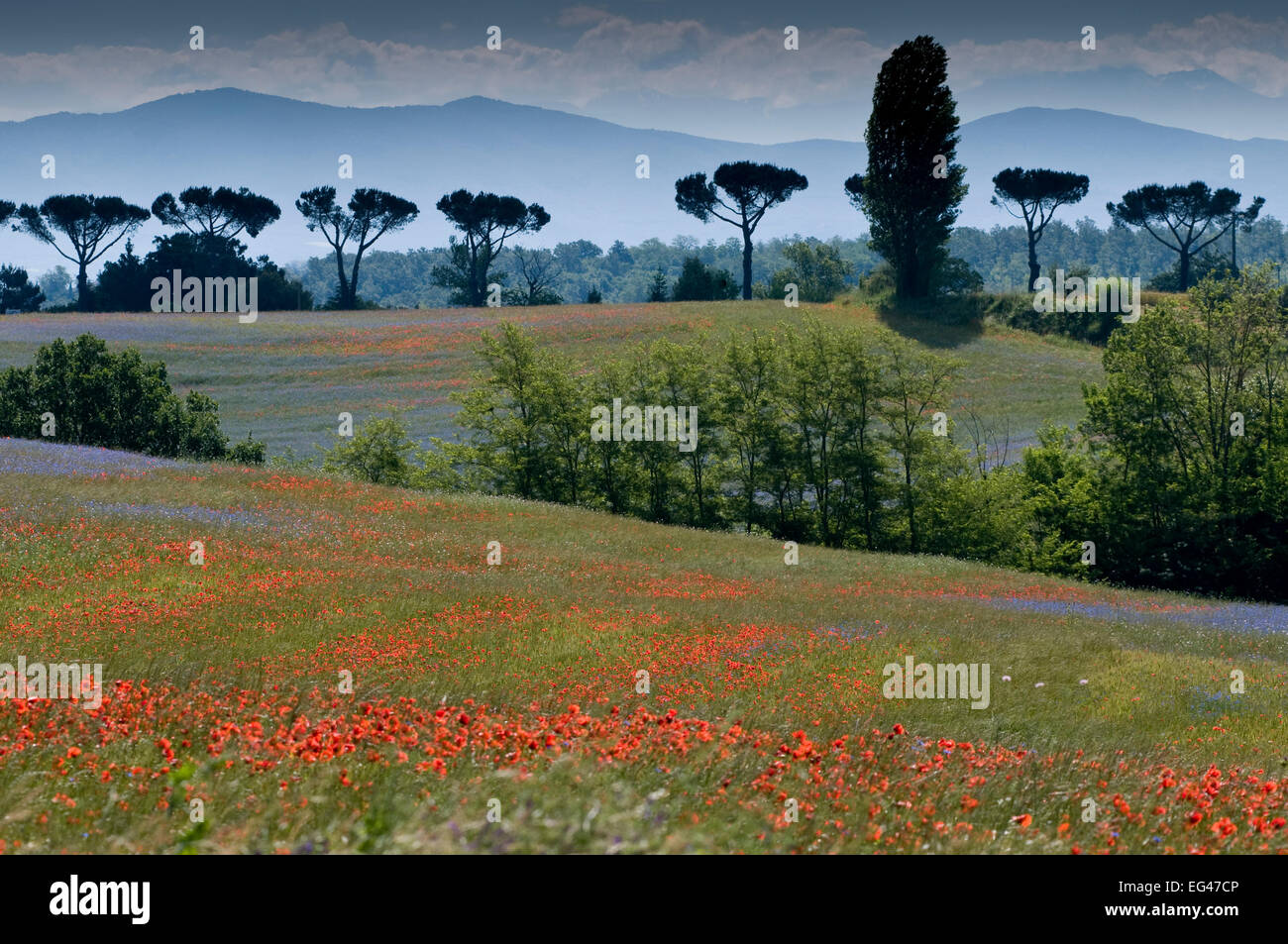 Cornflowers (Centaurea cyanus) poppies (Papaver rhoeas) growing on fallow fields near Orvieto Umbria Italy. June 2010 Stock Photo