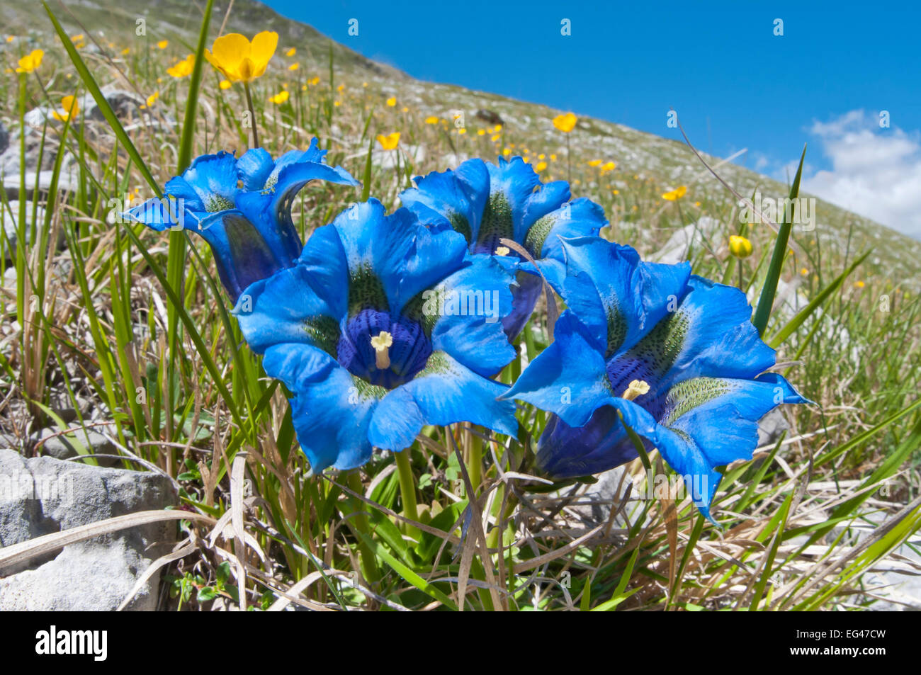 Appennine Trumpet Gentian (Gentiana dinarica) in flower on roadside below Gran Sasso Appennines Abruzzo Italy May Stock Photo