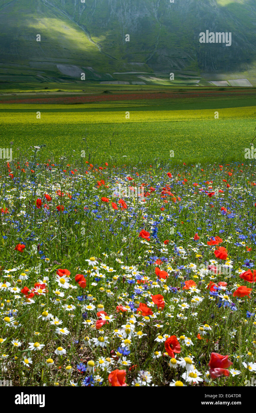 Floral colour in fields on the Piano Grande Poppies (Papaver rhoeas) Cornflowers (Centaurea) Mustard (Brassica) Mayweed (Anthemis) Umbria Italy June Stock Photo