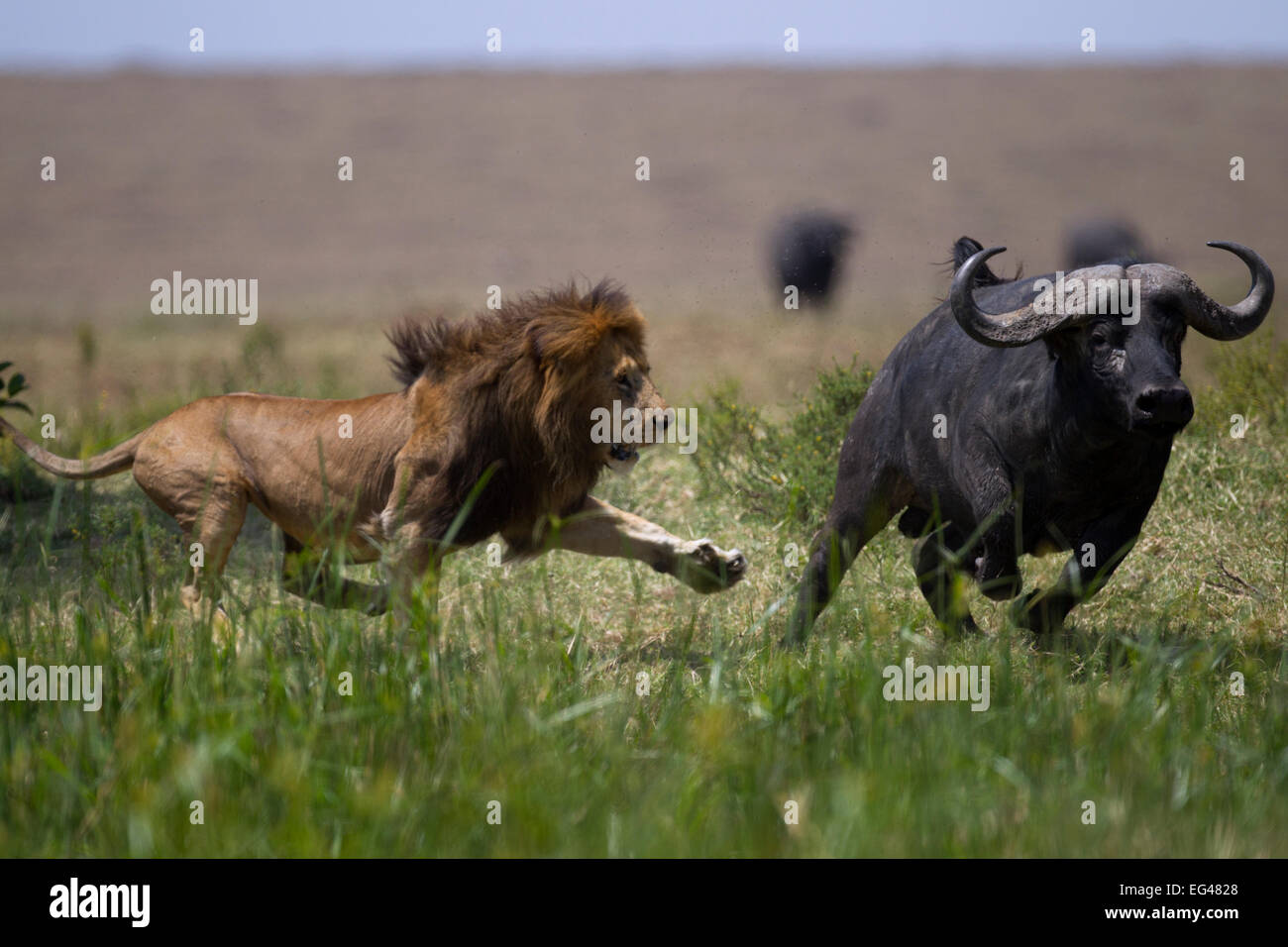 Male lion (Panthera leo) in confrontation Cape buffalo (Syncerus caffer). Masai Mara National Reserve Kenya July Stock Photo