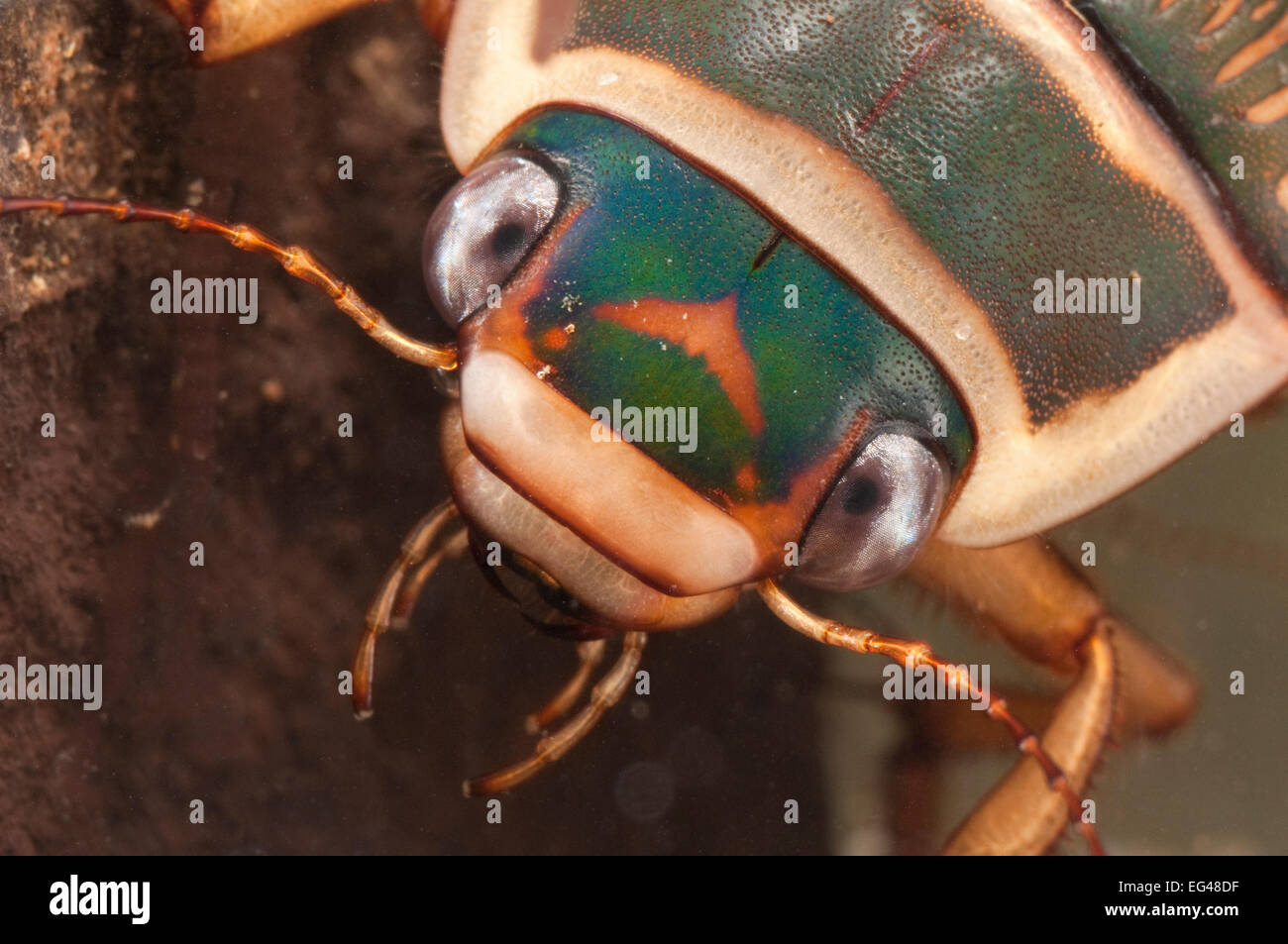 Great diving beetle (Dytiscus marginalis) portrait Europe September controlled conditions Stock Photo
