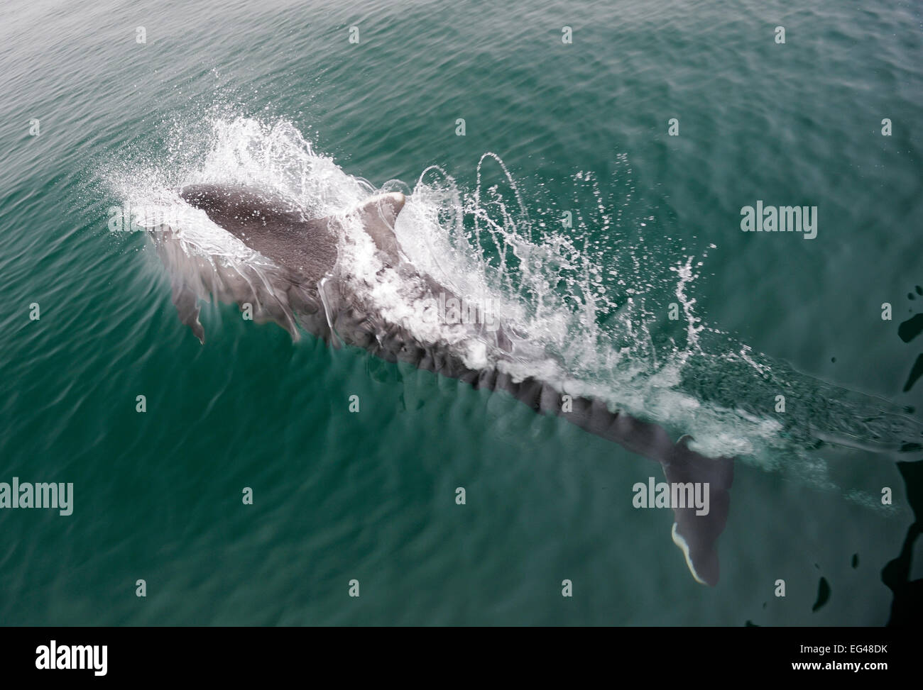 Bottlenose Dolphin (Tursiops truncatus) splashing water as it surfaces Cardigan Bay Wales May Stock Photo