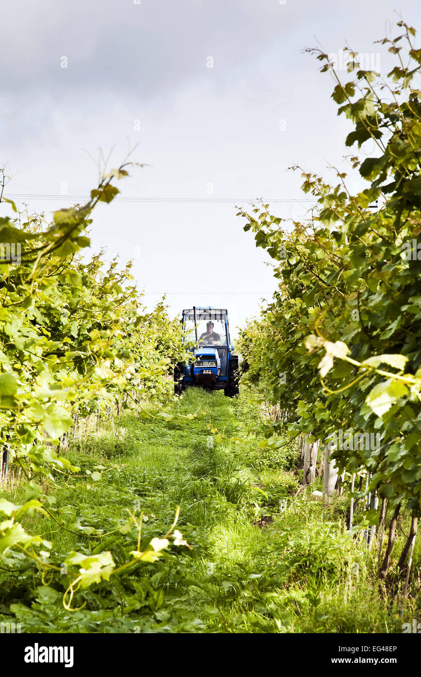 Tractor driving through Grape vines (Vitis vinifera) Knightor Winery vineyard Roseland Peninusla Cornwall England August 2012. Stock Photo