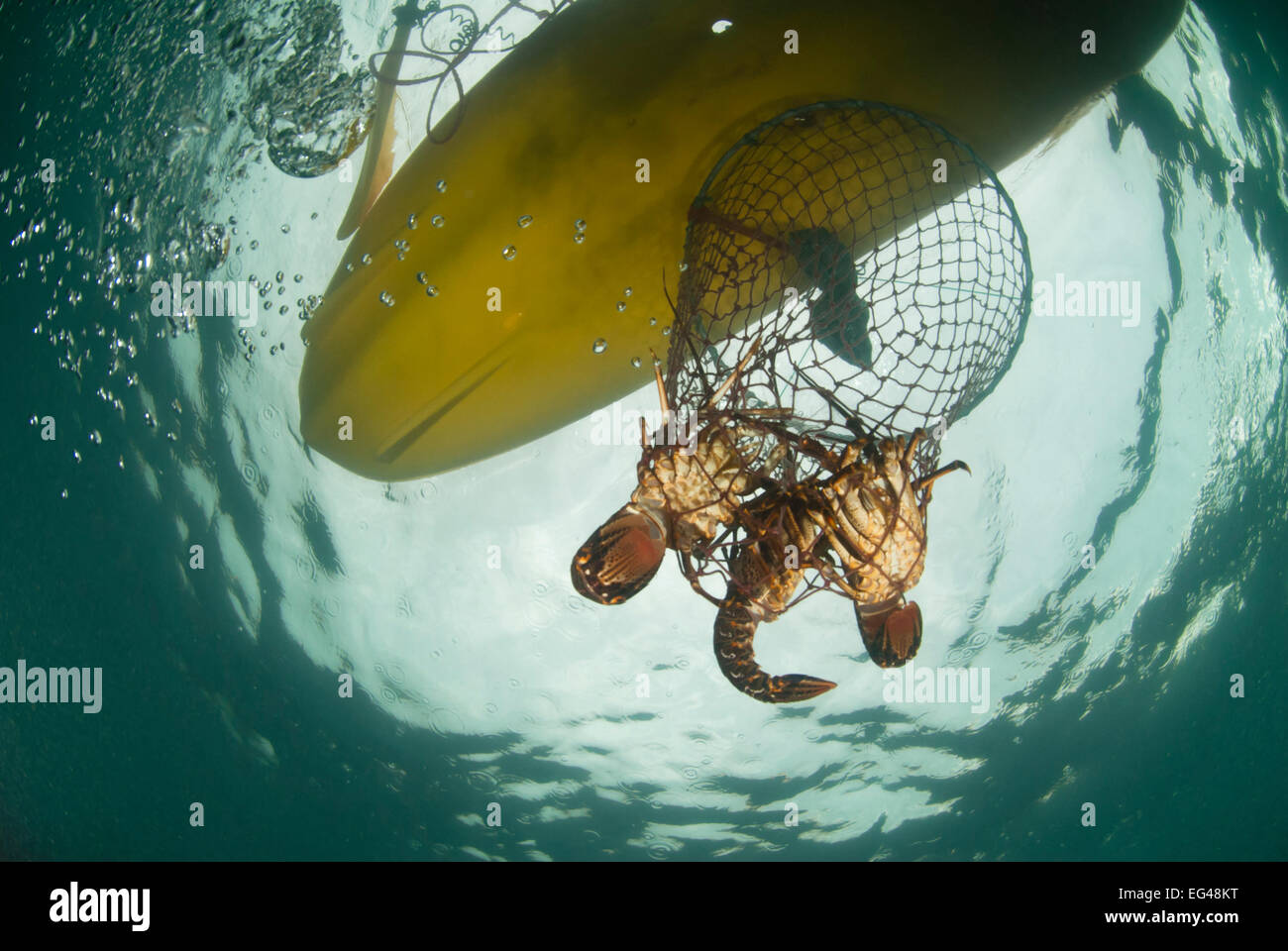 A hoop net West coast rock lobster (Jasus lalandii) being pulled up in sea  kayak recreational fishing. Kommetjie Western Cape South Africa Stock Photo  - Alamy