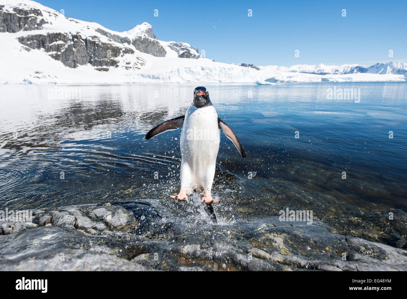 Gentoo Penguin (Pygoscelis papua) coming in the sea Cuverville Island Antarctic Peninsula Antarctica Stock Photo