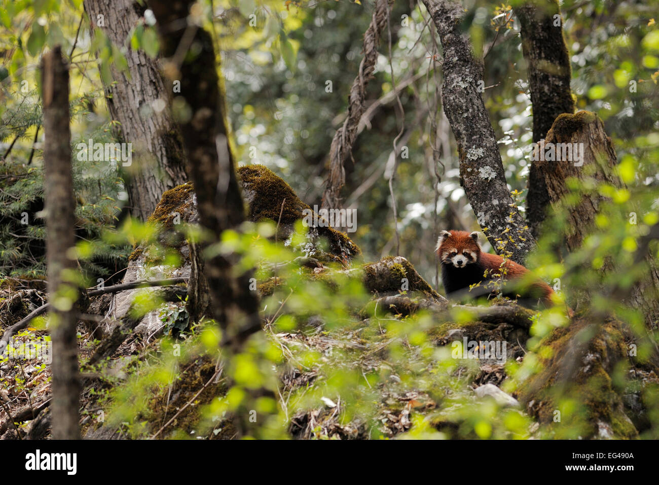 Red panda (Ailurus fulgens) in the forest zone right under the Meili
