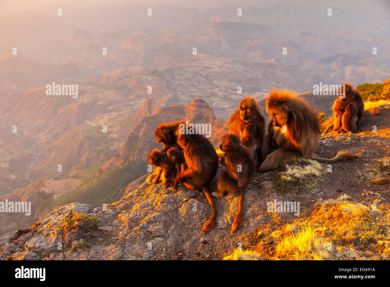 Gelada baboon (Theropithecus gelada) troop Simien Mountains Ethiopia Africa Stock Photo