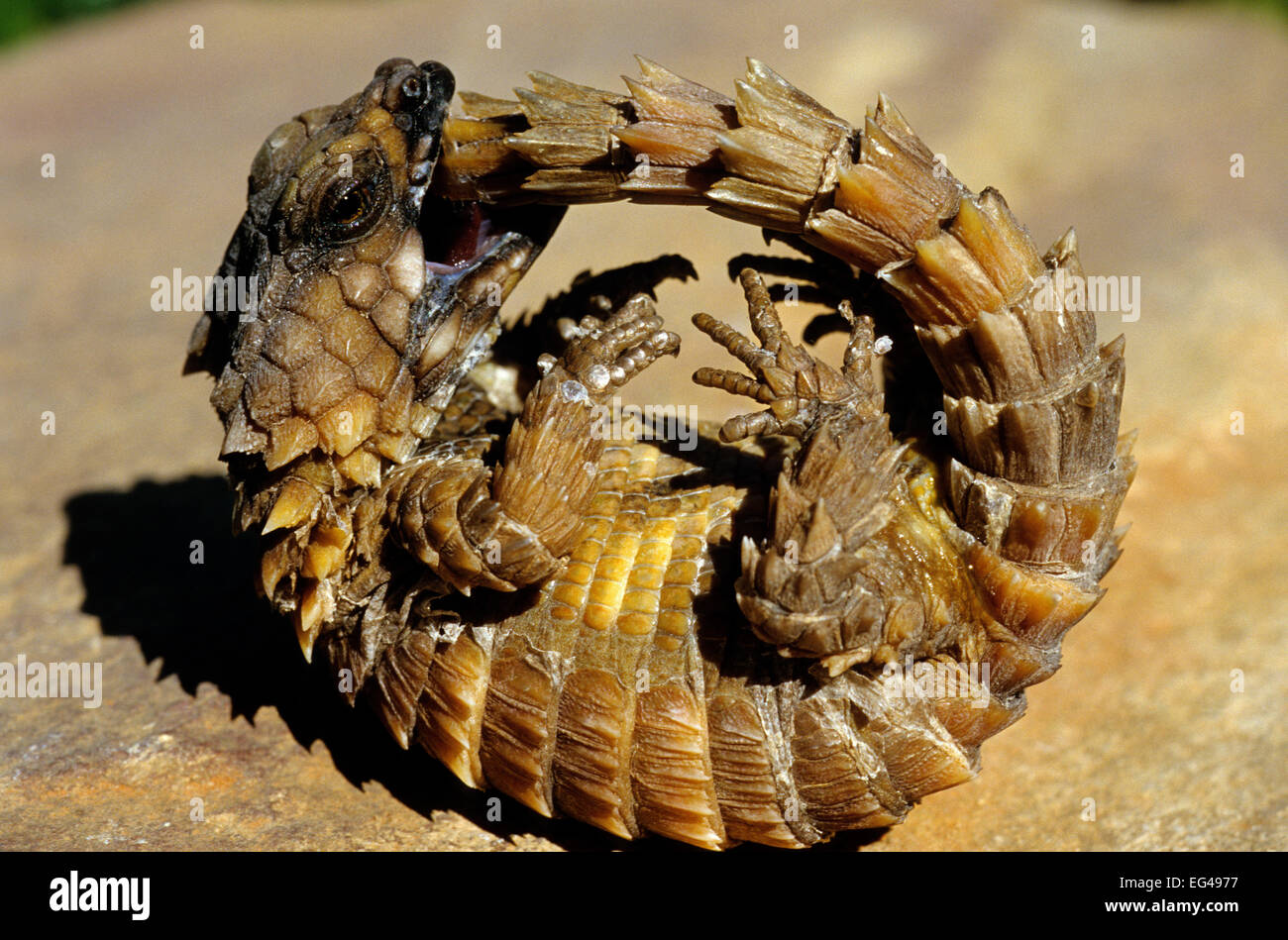 Armadillo Lizard (Cordylus cataphractus) biting it's own tail while trying to roll into defensive ball captive South Africa Stock Photo