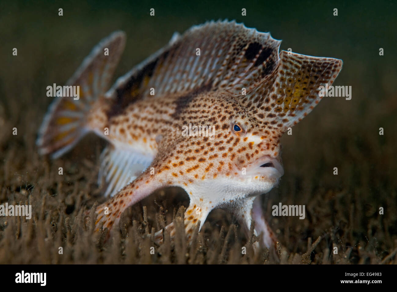 Spotted handfish (Brachionichthys hirsutus) portrait Derwent River estuary Hobart Tasmania Australia Stock Photo