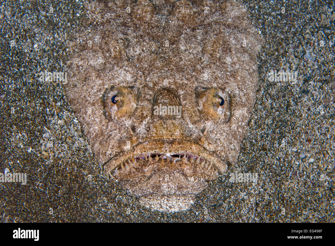 A portrait an Atlantic stargazer (Uranoscopus scaber) buried in the sand waiting to ambush prey. This species can also use its hairy tongue as lure. El Cabron Gran Canaria Canary Islands Spain. East Atlantic Ocean. Stock Photo