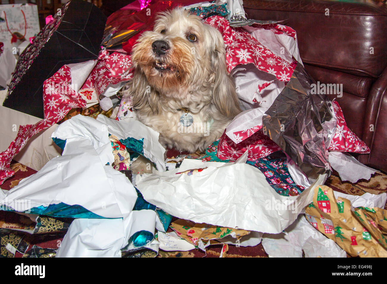 Dog presents hi-res stock photography and images - Alamy